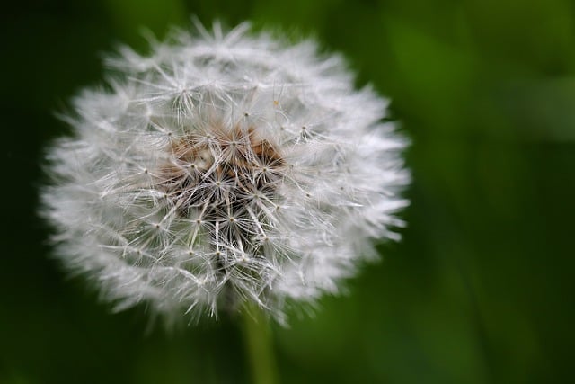 Free download dandelion leontodon flying seeds free picture to be edited with GIMP free online image editor