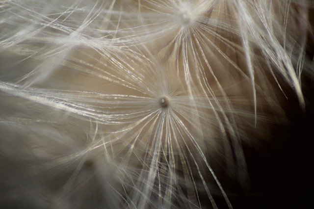 Gratis download Dandelion Macro Plant gratis fotosjabloon om te bewerken met GIMP online afbeeldingseditor