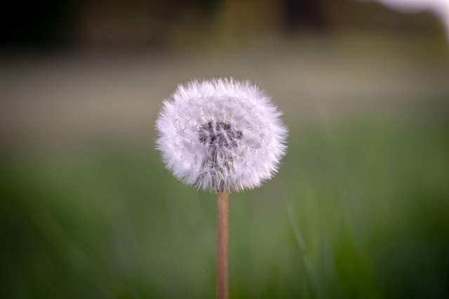 Descarga gratuita Dandelion Macro Public Record: foto o imagen gratuita para editar con el editor de imágenes en línea GIMP