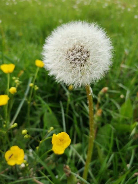 Free download Dandelion May Meadow -  free photo or picture to be edited with GIMP online image editor