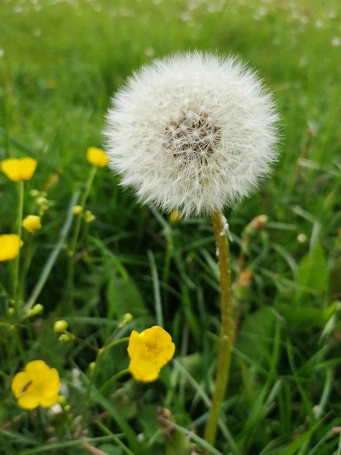 Download gratuito di Dandelion May Meadow: foto o immagine gratuita da modificare con l'editor di immagini online GIMP