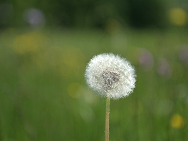 Free download Dandelion Meadow Close Up Pointed -  free free photo or picture to be edited with GIMP online image editor