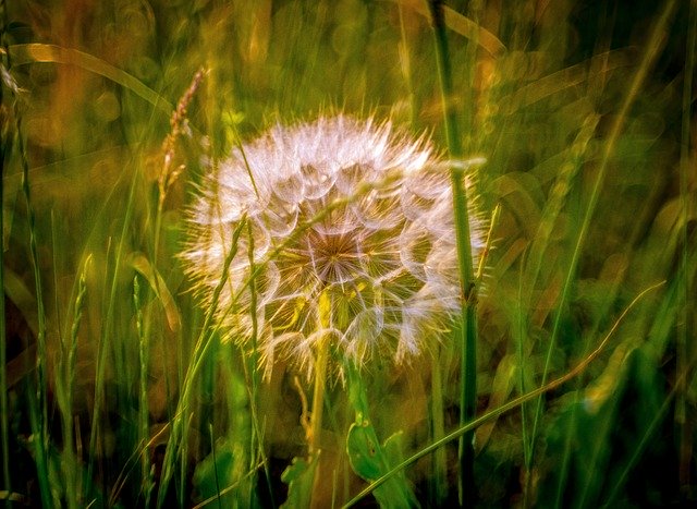 Free download Dandelion Meadow Evening -  free photo or picture to be edited with GIMP online image editor