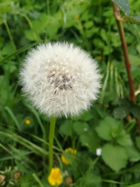 Free download Dandelion Meadow Nature Pointed -  free photo or picture to be edited with GIMP online image editor