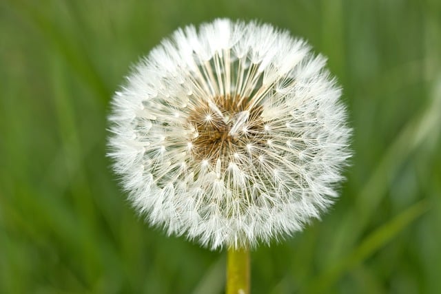 Free download dandelion meadow nature spring free picture to be edited with GIMP free online image editor