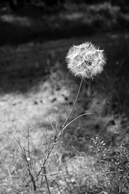 Descărcare gratuită a imaginii cu floare de natură monocromă păpădie pentru a fi editată cu editorul de imagini online gratuit GIMP