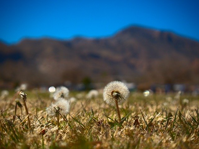 Kostenloser Download Dandelion Mountains Nature - kostenloses Foto oder Bild zur Bearbeitung mit GIMP Online-Bildbearbeitung