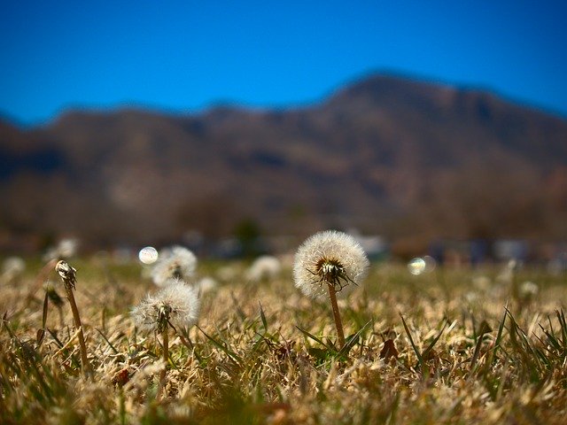 Gratis download Dandelion Mountains Nature - gratis foto of afbeelding om te bewerken met de online GIMP-afbeeldingseditor