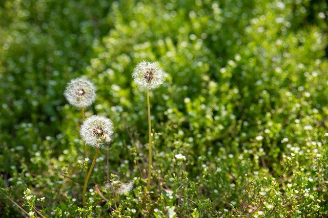 Descarga gratuita Dandelion Mr Hall Nature - foto o imagen gratuita para editar con el editor de imágenes en línea GIMP