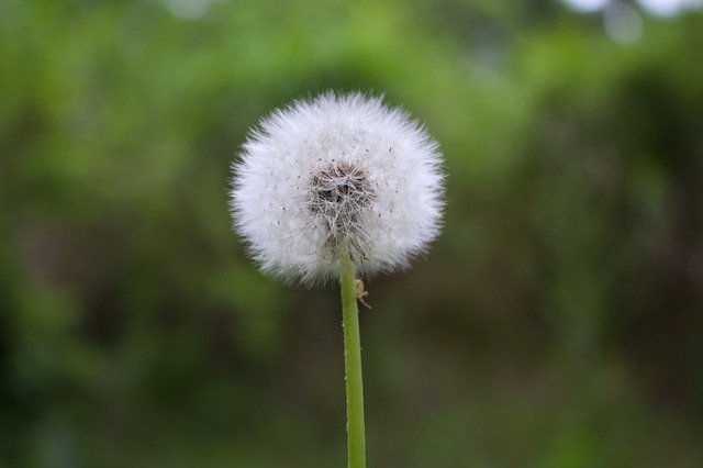 Free download Dandelion Natural -  free photo or picture to be edited with GIMP online image editor