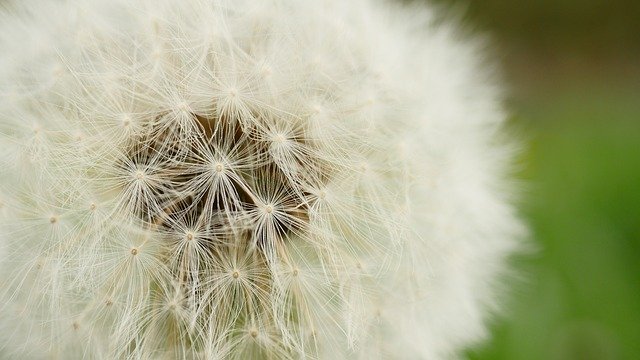 Free picture Dandelion Nature Close Up Pointed -  to be edited by GIMP free image editor by OffiDocs
