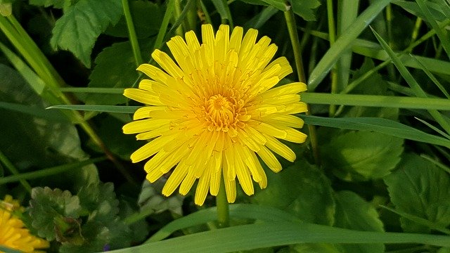 Bezpłatne pobieranie darmowego szablonu zdjęć Dandelion Nature Flower do edycji za pomocą internetowego edytora obrazów GIMP