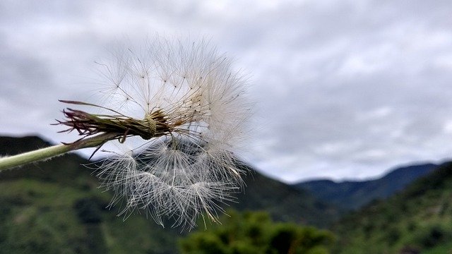 Free download Dandelion Nature Green -  free photo or picture to be edited with GIMP online image editor