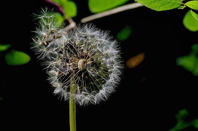 Unduh gratis Dandelion Nature Meadow - foto atau gambar gratis untuk diedit dengan editor gambar online GIMP