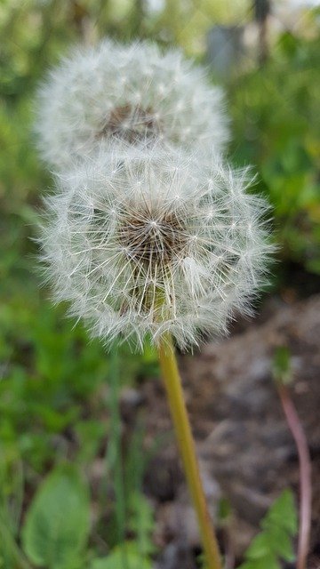 Free download Dandelion Nature Plant -  free photo or picture to be edited with GIMP online image editor