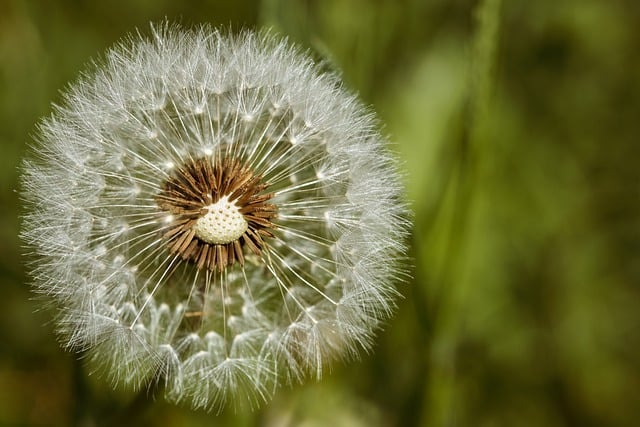 Free download dandelion nature plant flora free picture to be edited with GIMP free online image editor
