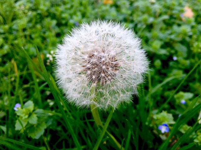 Free download Dandelion Nature Pointed Flower -  free photo or picture to be edited with GIMP online image editor