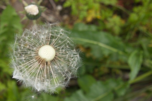 Free picture Dandelion Number Of Lion White -  to be edited by GIMP free image editor by OffiDocs