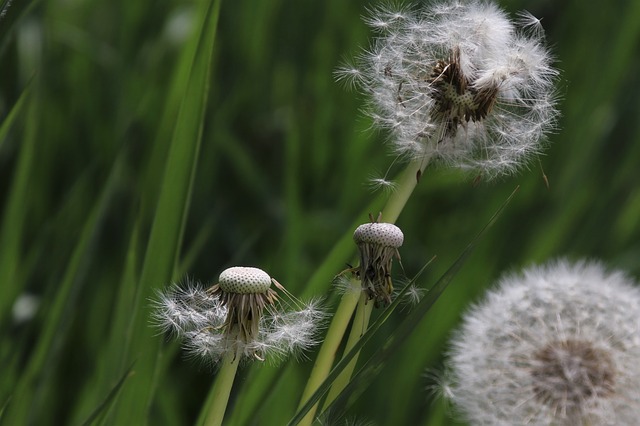 Free download dandelion nuns down closeup plant free picture to be edited with GIMP free online image editor