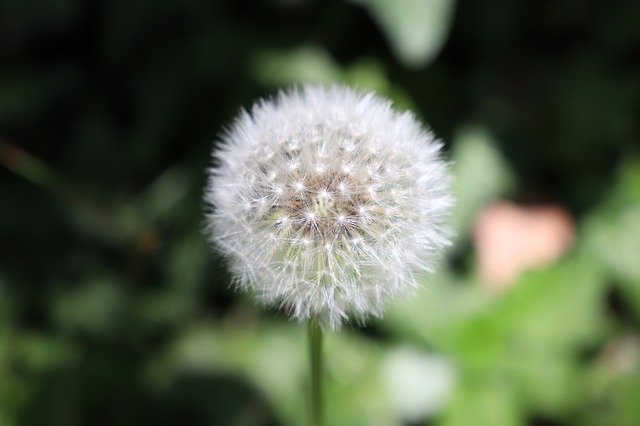 Free download Dandelion Plant Close Up Pointed -  free photo or picture to be edited with GIMP online image editor