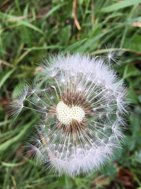 Download grátis Dandelion Plant Nature - foto ou imagem gratuita para ser editada com o editor de imagens online do GIMP