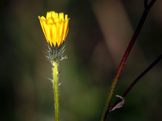 Free download dandelion plant nature blossom free picture to be edited with GIMP free online image editor