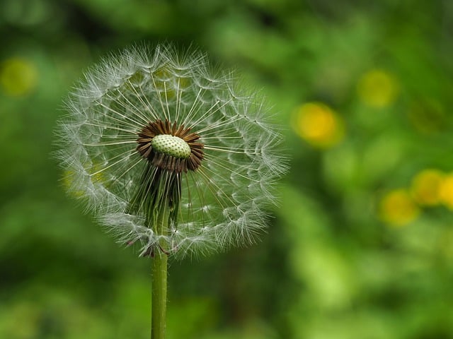 Free download dandelion plant nature flora seeds free picture to be edited with GIMP free online image editor