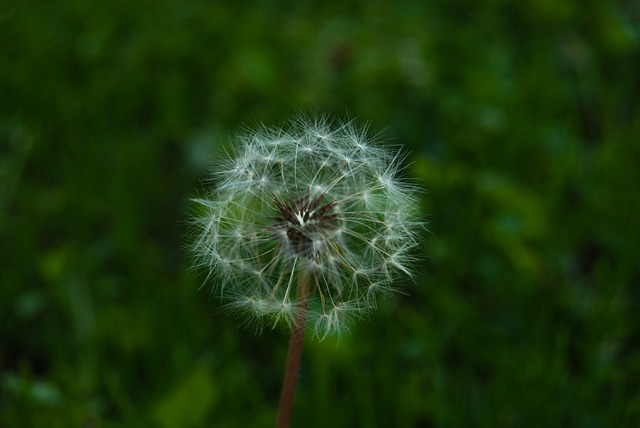 Free download dandelion plant nature green free picture to be edited with GIMP free online image editor