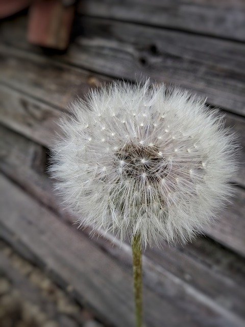 Free download Dandelion Pooh Flowers -  free photo or picture to be edited with GIMP online image editor