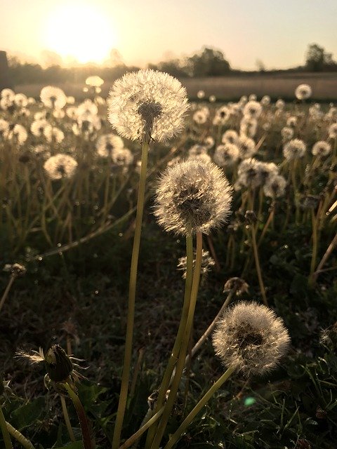 Free download Dandelions Dandelion Makeawish -  free photo or picture to be edited with GIMP online image editor