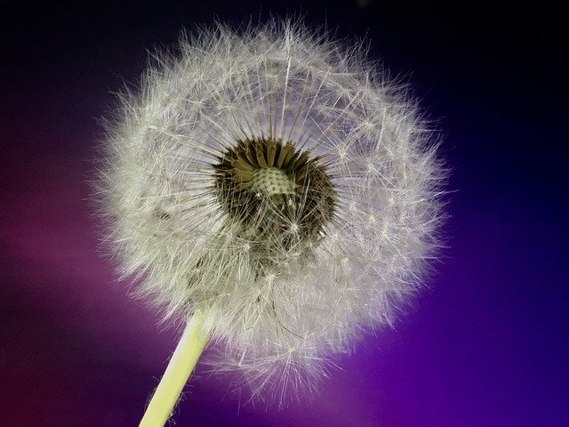 Unduh gratis Dandelion Seed Flying - foto atau gambar gratis untuk diedit dengan editor gambar online GIMP