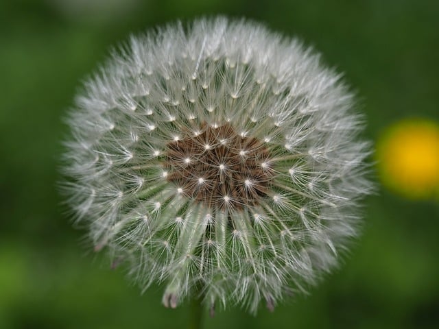 Free download dandelion seeds close up free picture to be edited with GIMP free online image editor