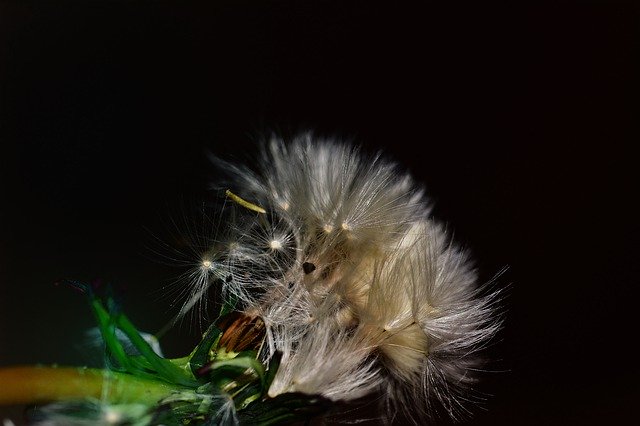Free download Dandelion Seeds Close Up Flying -  free photo or picture to be edited with GIMP online image editor