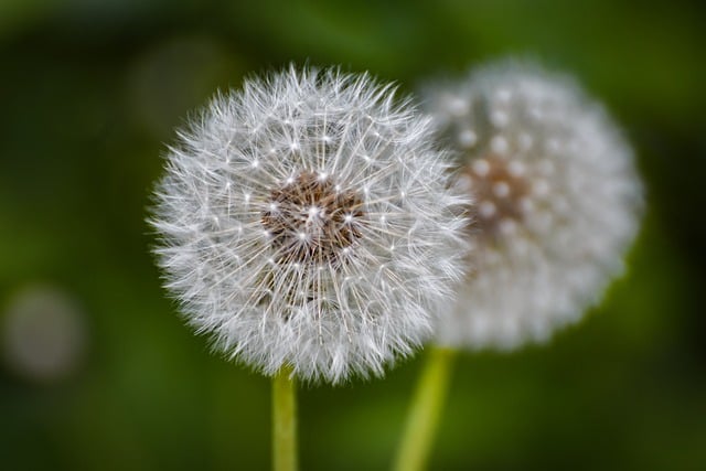 Free download dandelion seeds close up macro free picture to be edited with GIMP free online image editor