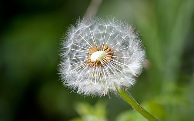 Free download dandelion seeds close up nature free picture to be edited with GIMP free online image editor