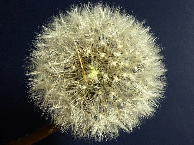Free download Dandelion Seeds Flower -  free photo or picture to be edited with GIMP online image editor