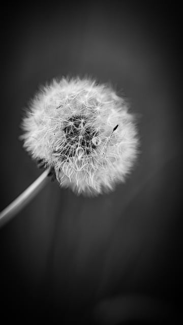 Free download dandelion seeds flower plant free picture to be edited with GIMP free online image editor