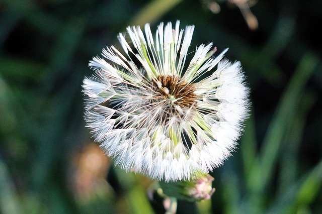 Descarga gratuita Dandelion Seeds Nature Close - foto o imagen gratuita para editar con el editor de imágenes en línea GIMP