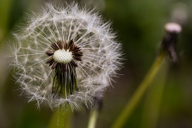 Free download dandelion seeds nature close up free picture to be edited with GIMP free online image editor