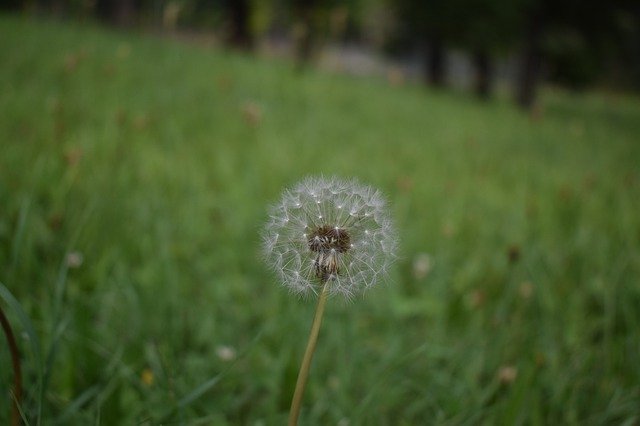 Free download Dandelion Seeds Red Seeded -  free photo or picture to be edited with GIMP online image editor