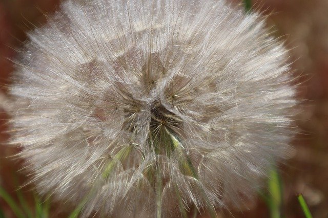 Muat turun percuma Dandelion Seed Summer - foto atau gambar percuma untuk diedit dengan editor imej dalam talian GIMP