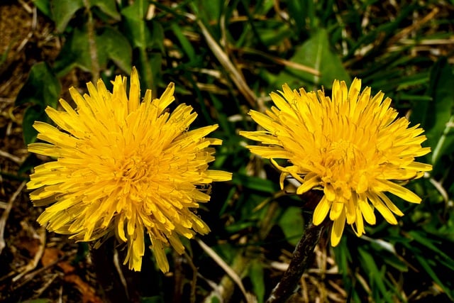 Free download dandelions flowers spring nature free picture to be edited with GIMP free online image editor