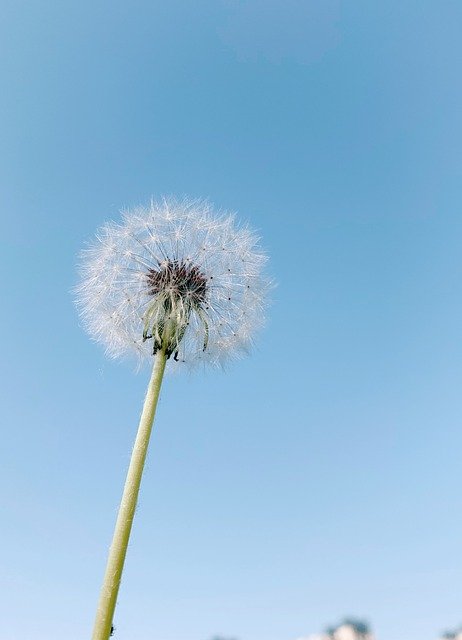 Free download Dandelion Sky Blue -  free photo or picture to be edited with GIMP online image editor