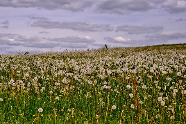 Gratis download Dandelions Landscape View - gratis foto of afbeelding om te bewerken met GIMP online afbeeldingseditor