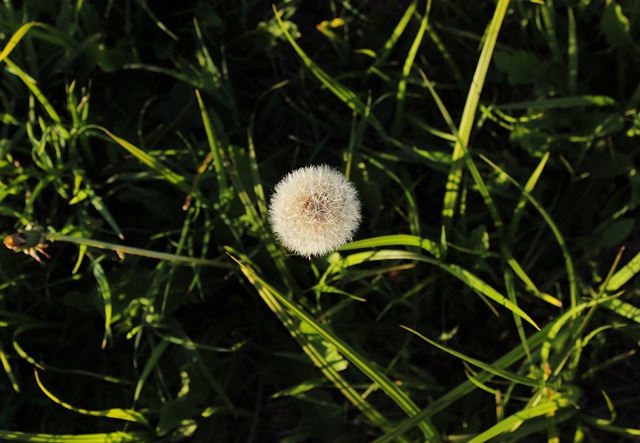 Free download dandelion sonchus oleraceus grass free picture to be edited with GIMP free online image editor