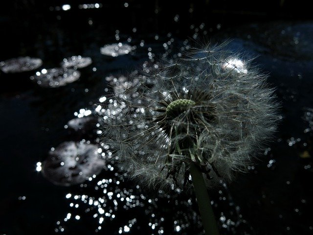 Free download Dandelion Sparkle Magic -  free photo or picture to be edited with GIMP online image editor