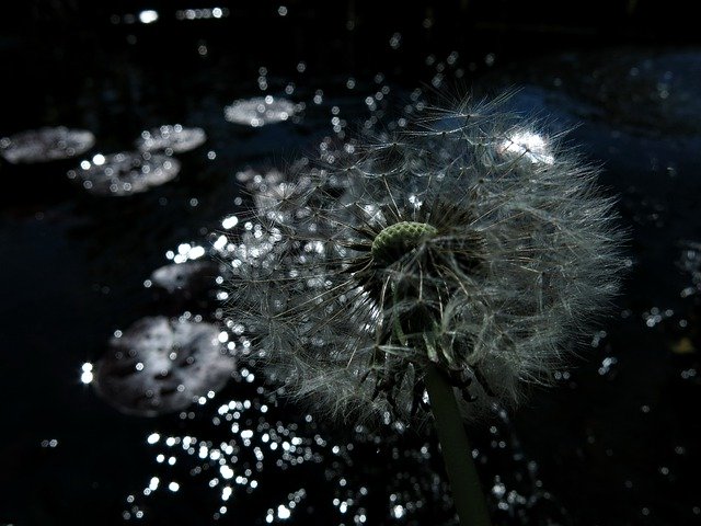 Kostenloser Download Dandelion Sparkle Magic - kostenloses Foto oder Bild zur Bearbeitung mit GIMP Online-Bildbearbeitung