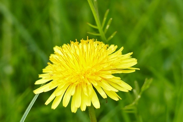 Gratis download Dandelion Spring Flower - gratis foto of afbeelding om te bewerken met GIMP online afbeeldingseditor