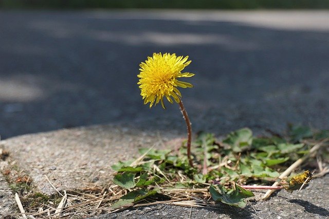 Free download Dandelion Spring Plant -  free photo or picture to be edited with GIMP online image editor