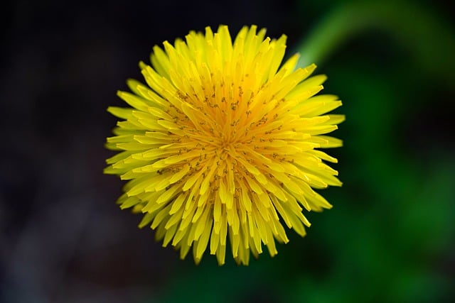Free download dandelion spring spring flowers free picture to be edited with GIMP free online image editor